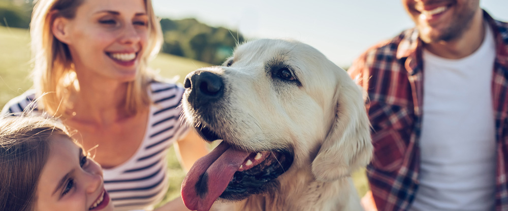 Pets hevalên me yên herî baş in