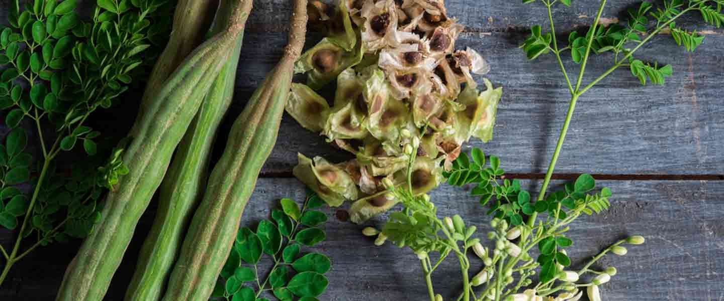 Çaya Moringa çi ye, Feydeyên Çaya Moringa çi ne?